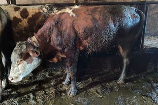 Poraněná zvířata, uvázaná na řetězech. Chovateli na Semilsku zabavili devět kusů skotu kvůli týrání - Novinky